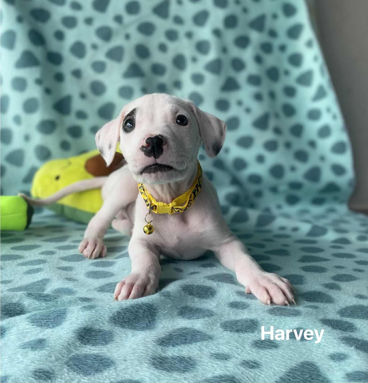 Harvey puppy Harvey puppy
